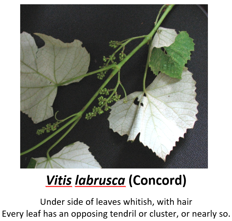 Vitis labrusca identification